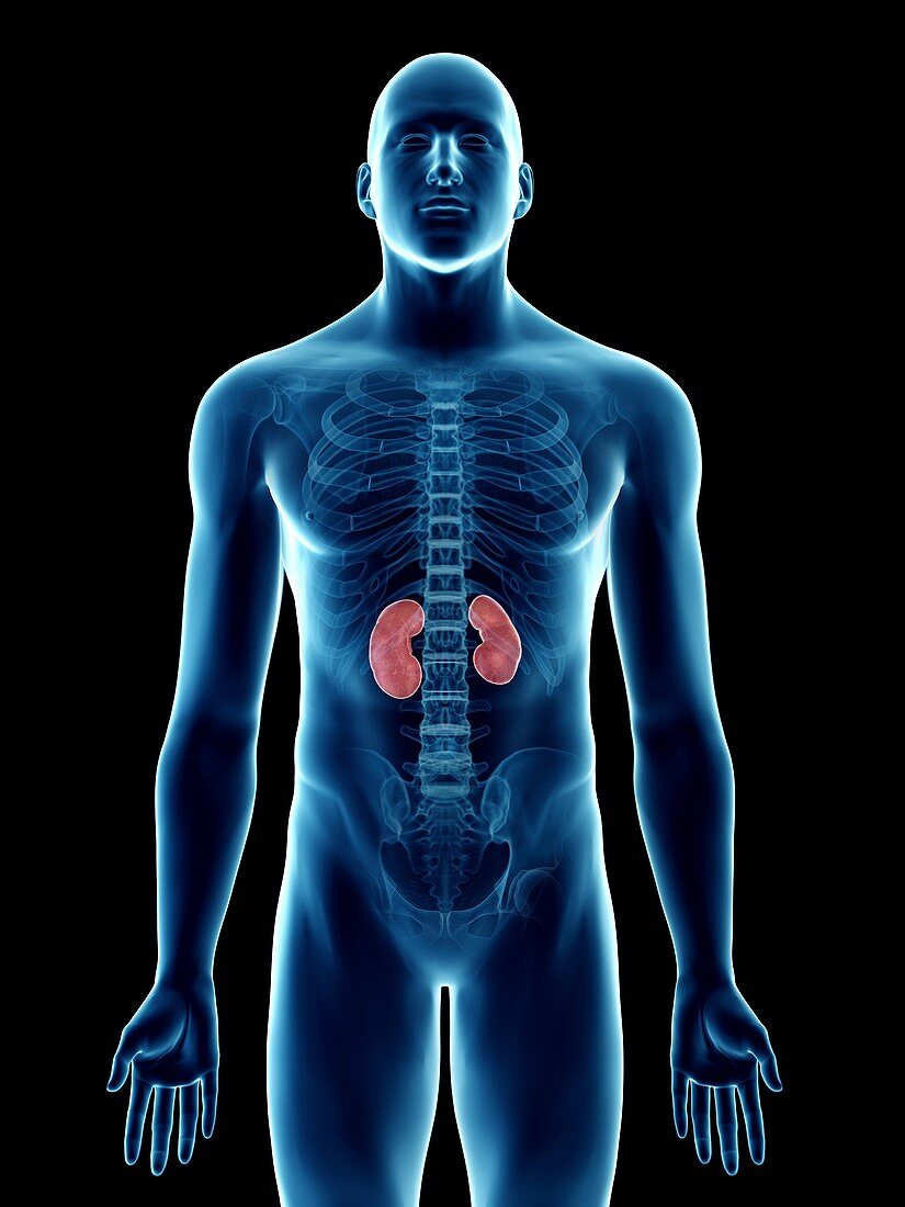 Illustration of a man's kidneys