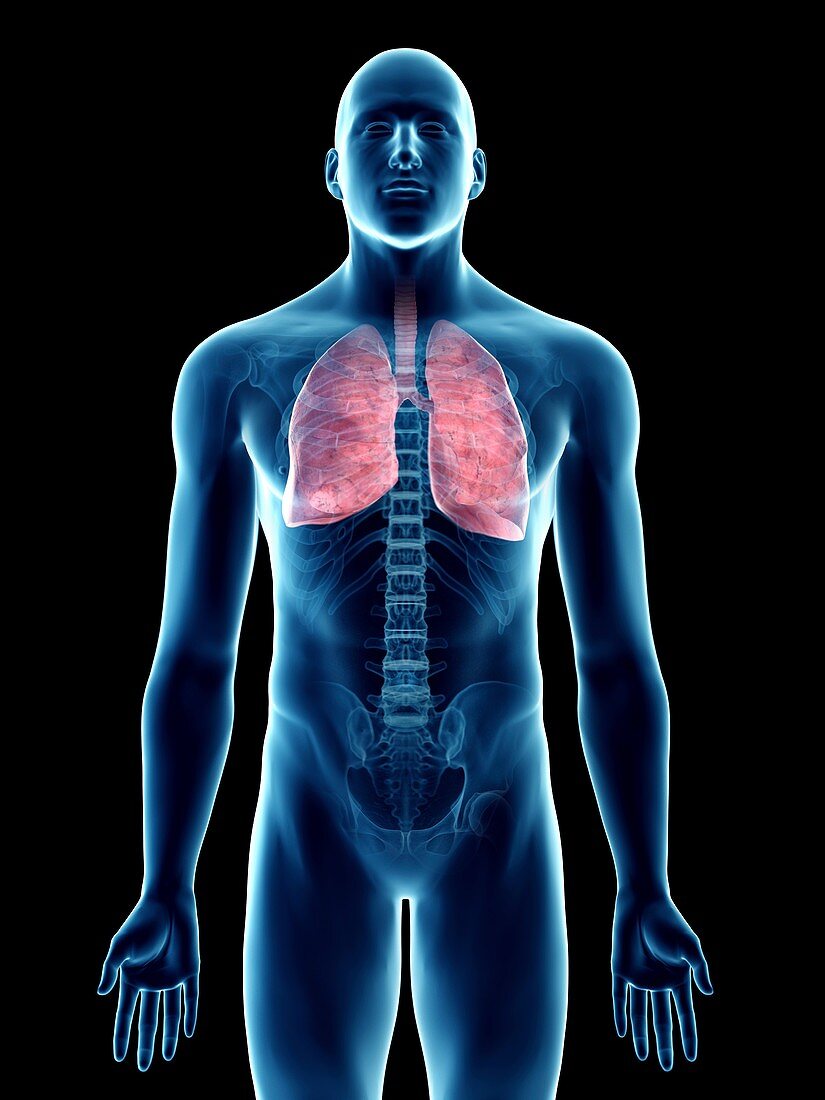 Illustration of a man's lung