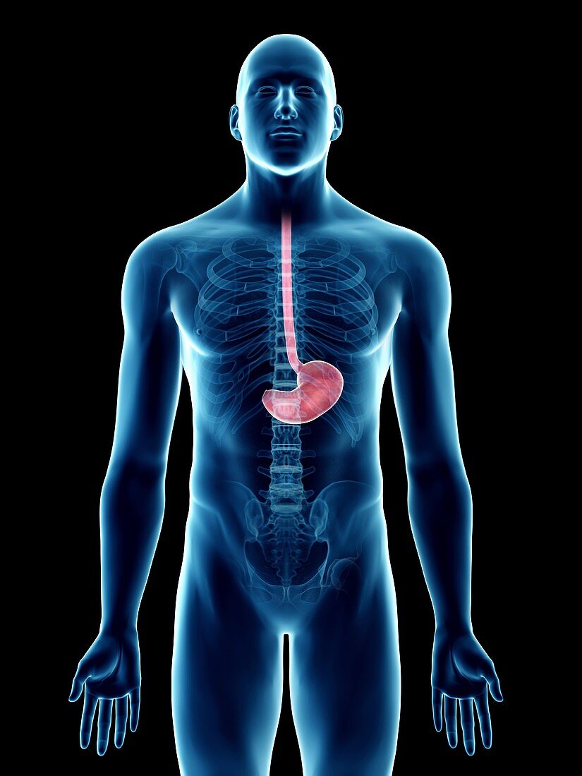 Illustration of a man's stomach