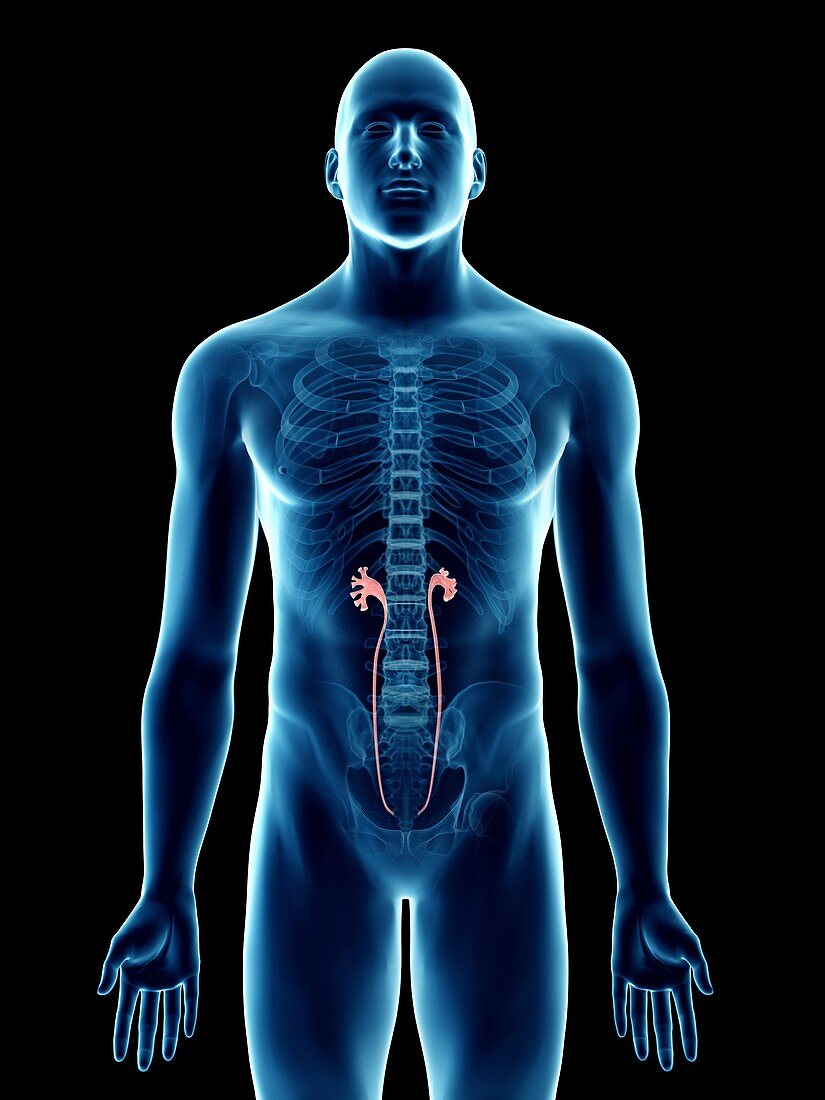 Illustration of a man's ureters