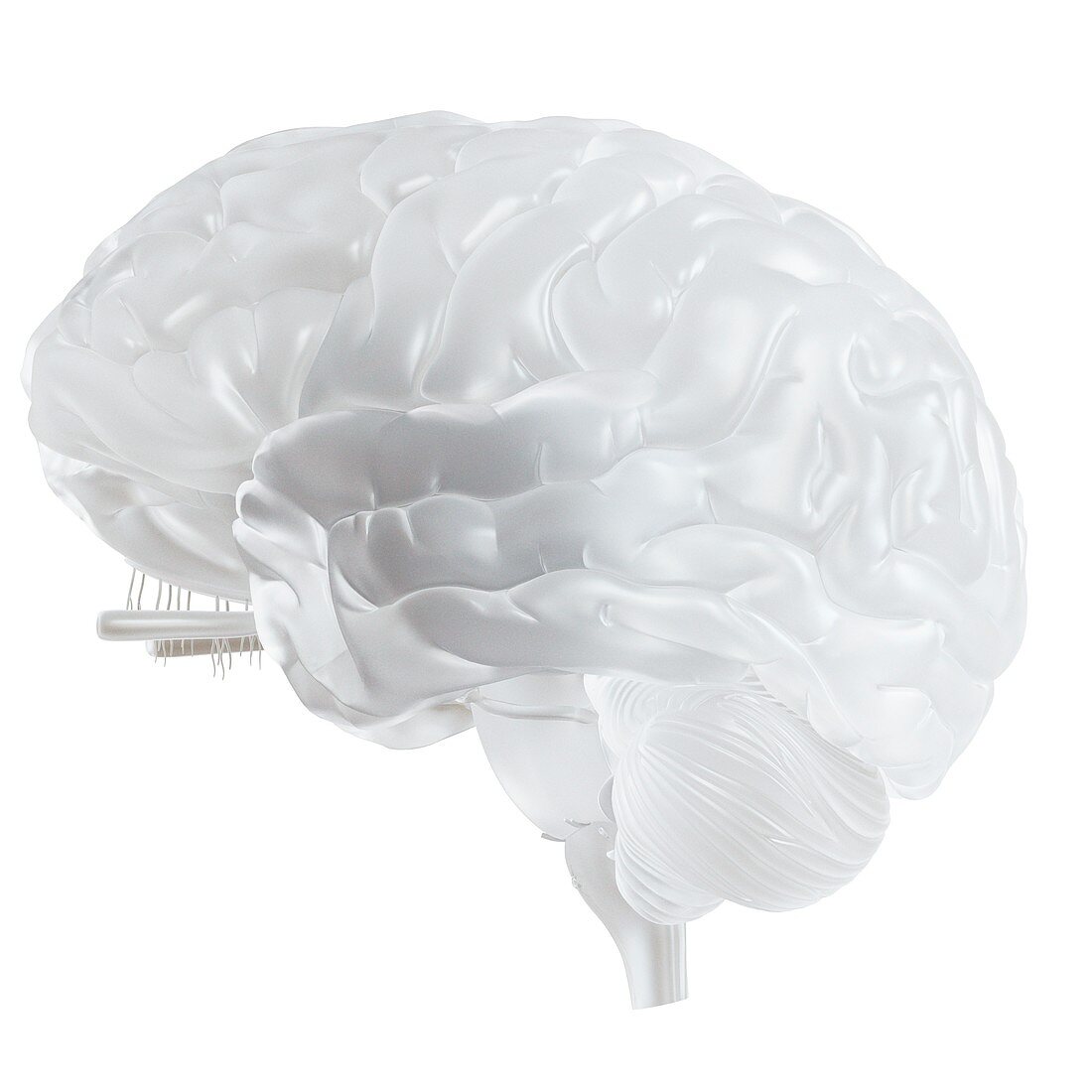 Illustration of a glass brain