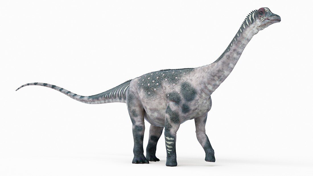 Illustration of a antarctosaurus