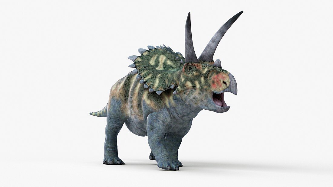 Illustration of a coahuilaceratops