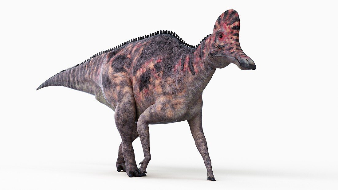 Illustration of a corythosaurus