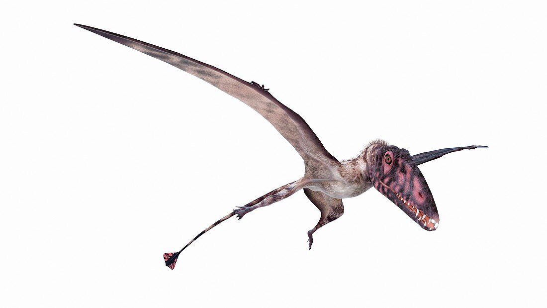 Illustration of a dimorphodon