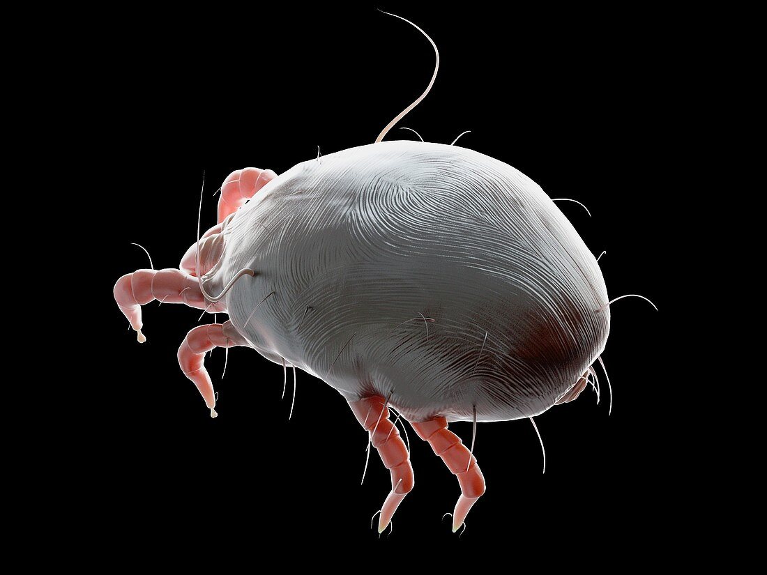 Illustration of a dust mite