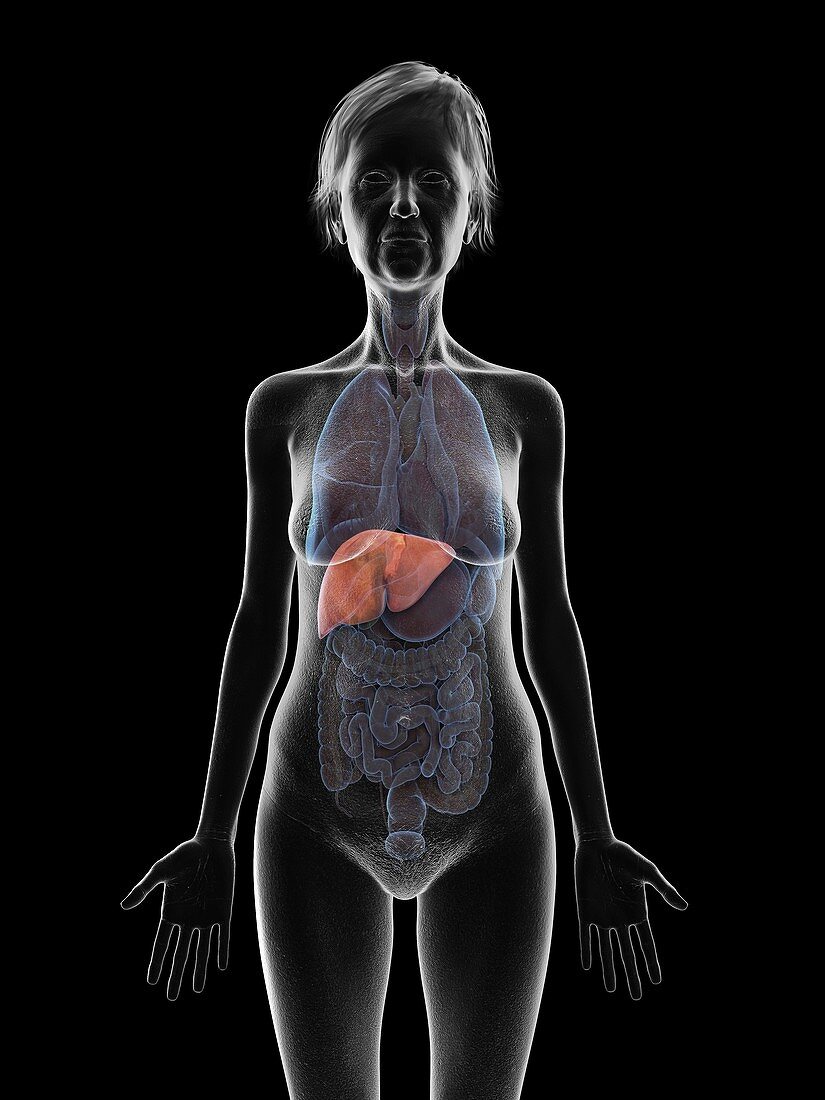 Illustration of an old woman's liver