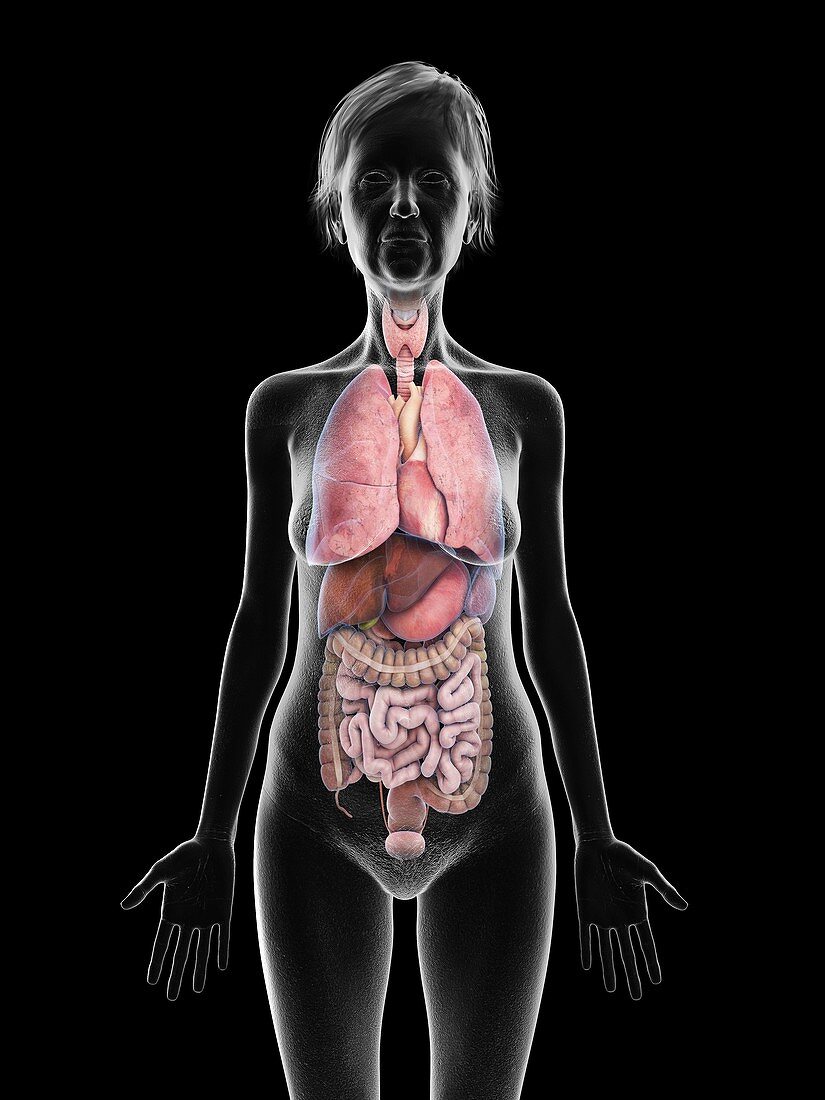 Illustration of an old woman's organs