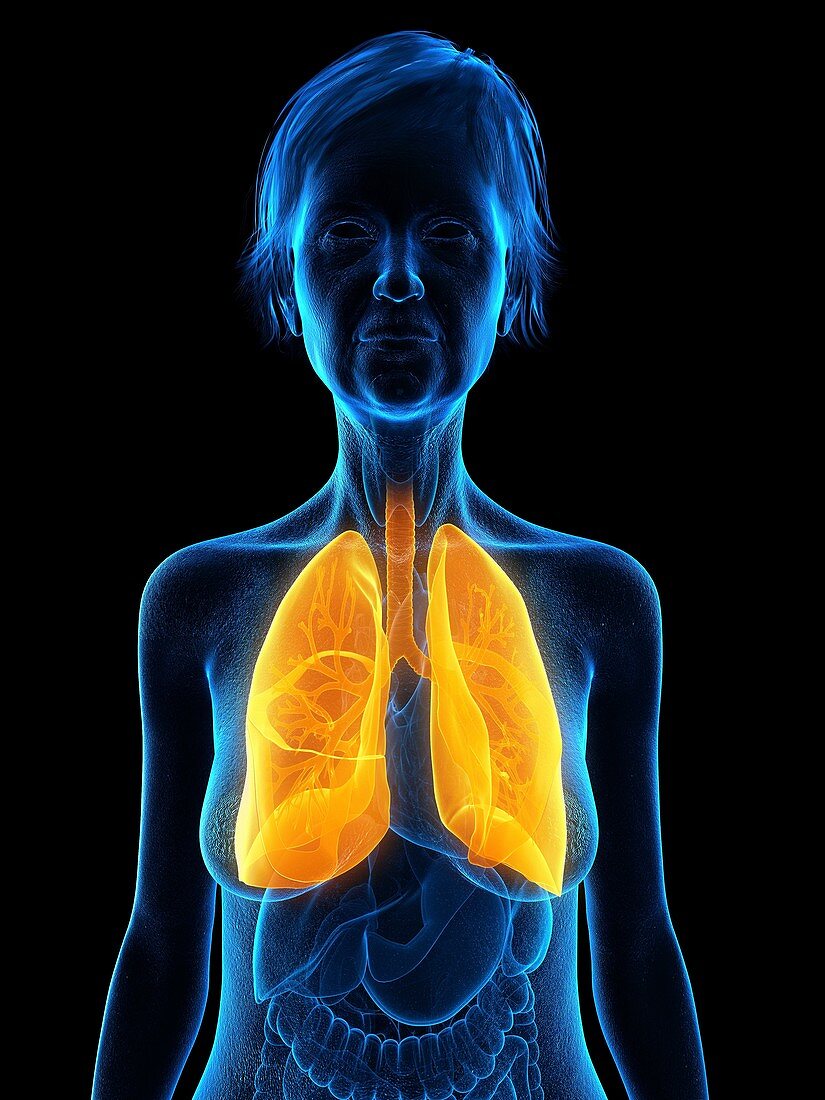 Illustration of an old woman's lung