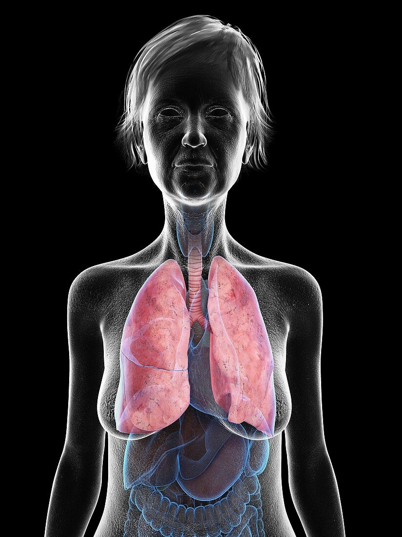 Illustration of an old woman's lung