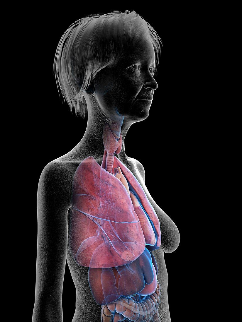 Illustration of an old woman's lung
