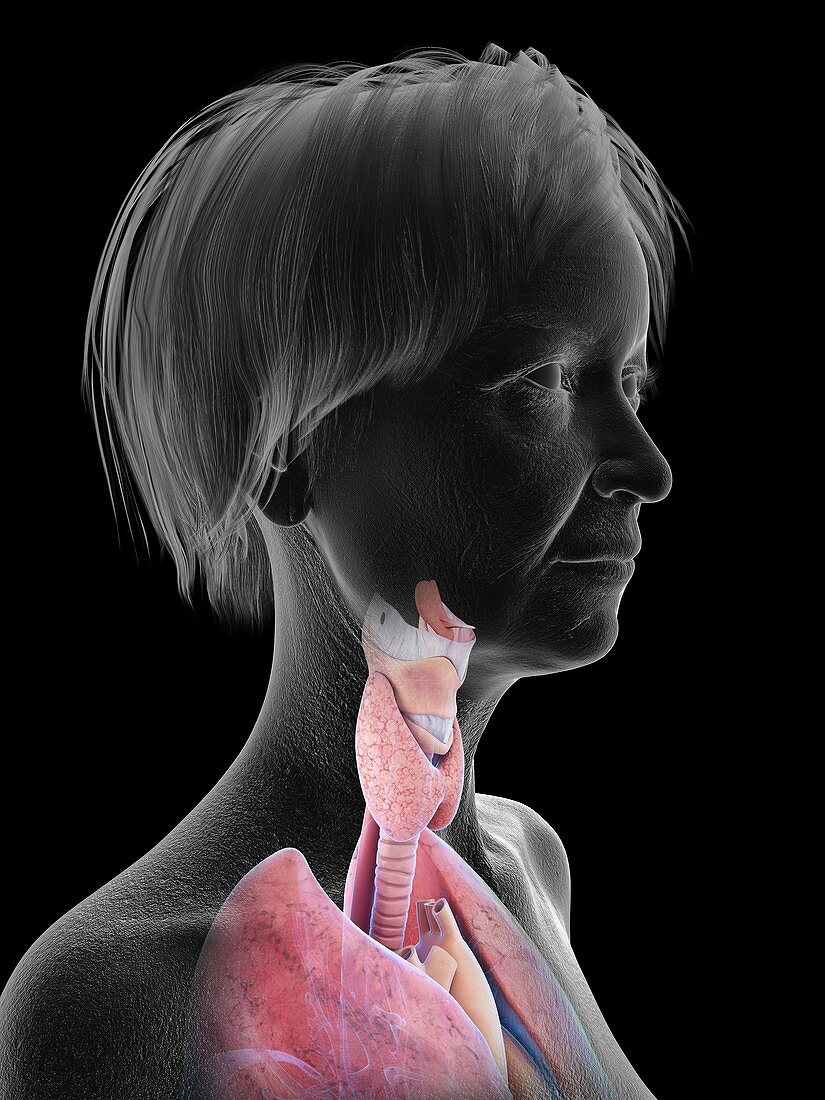 Illustration of an old woman's throat anatomy