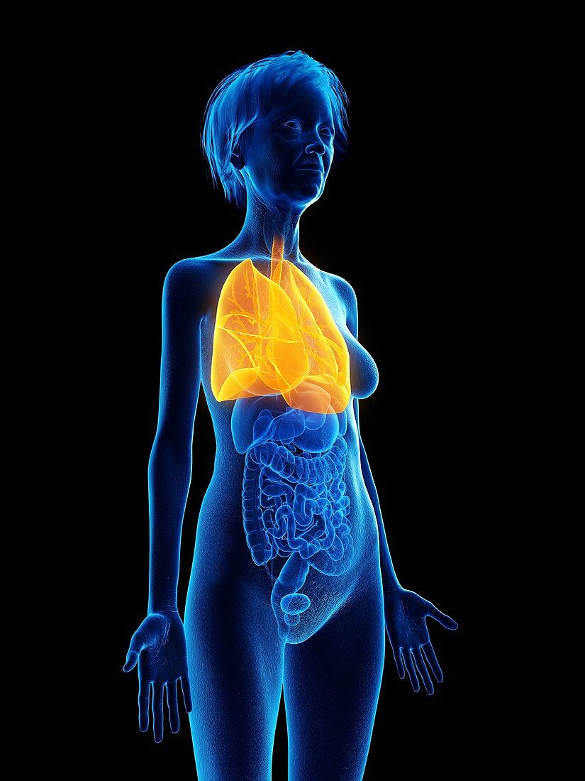 Illustration of an old woman's lung