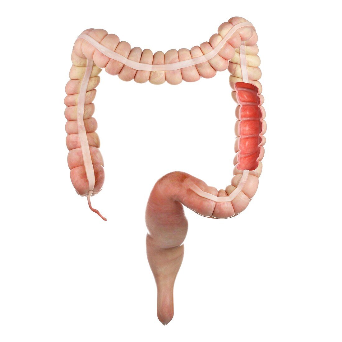 Illustration of the colon