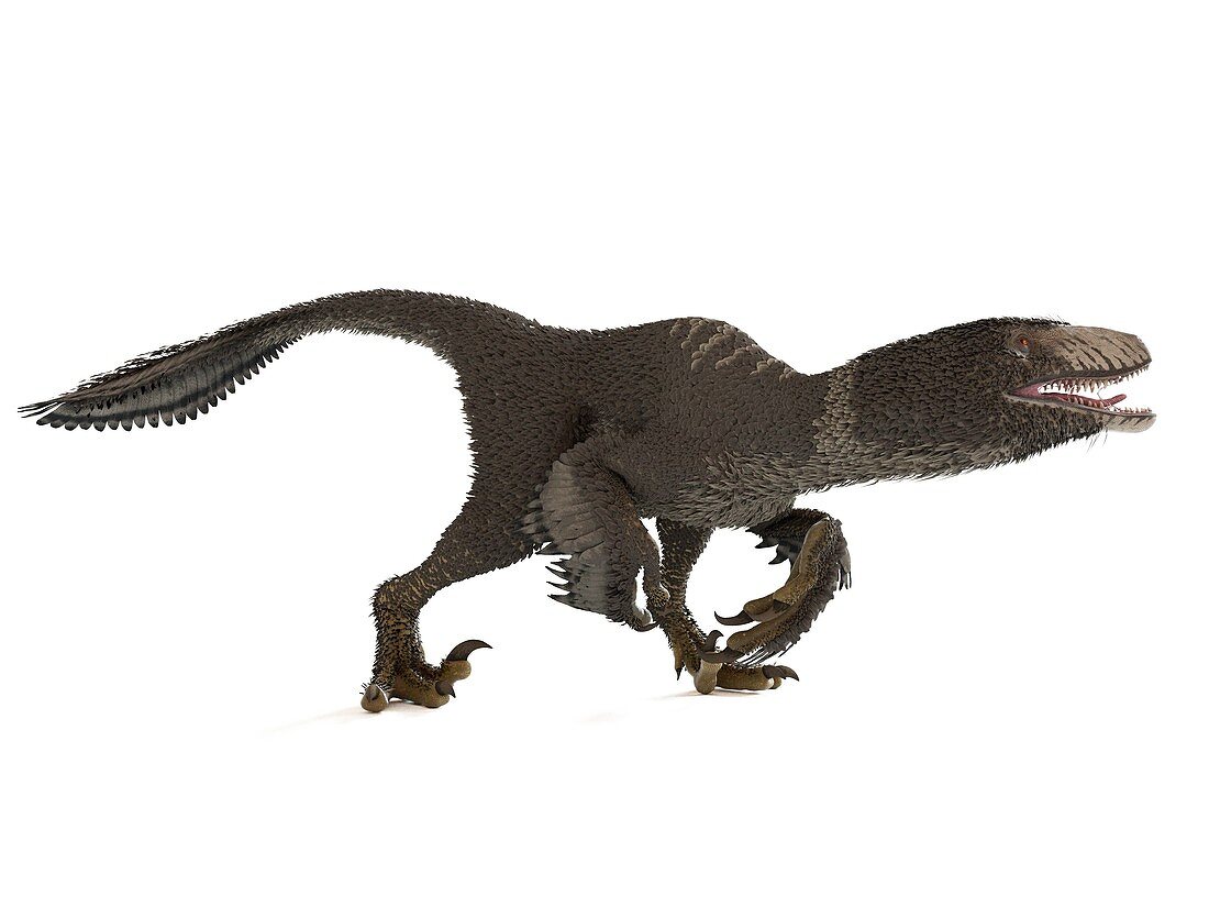 Illustration of a dakotaraptor