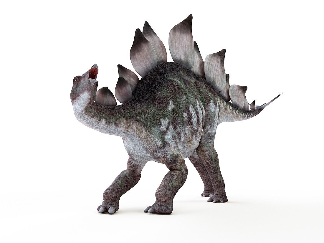 Illustration of a stegosaurus