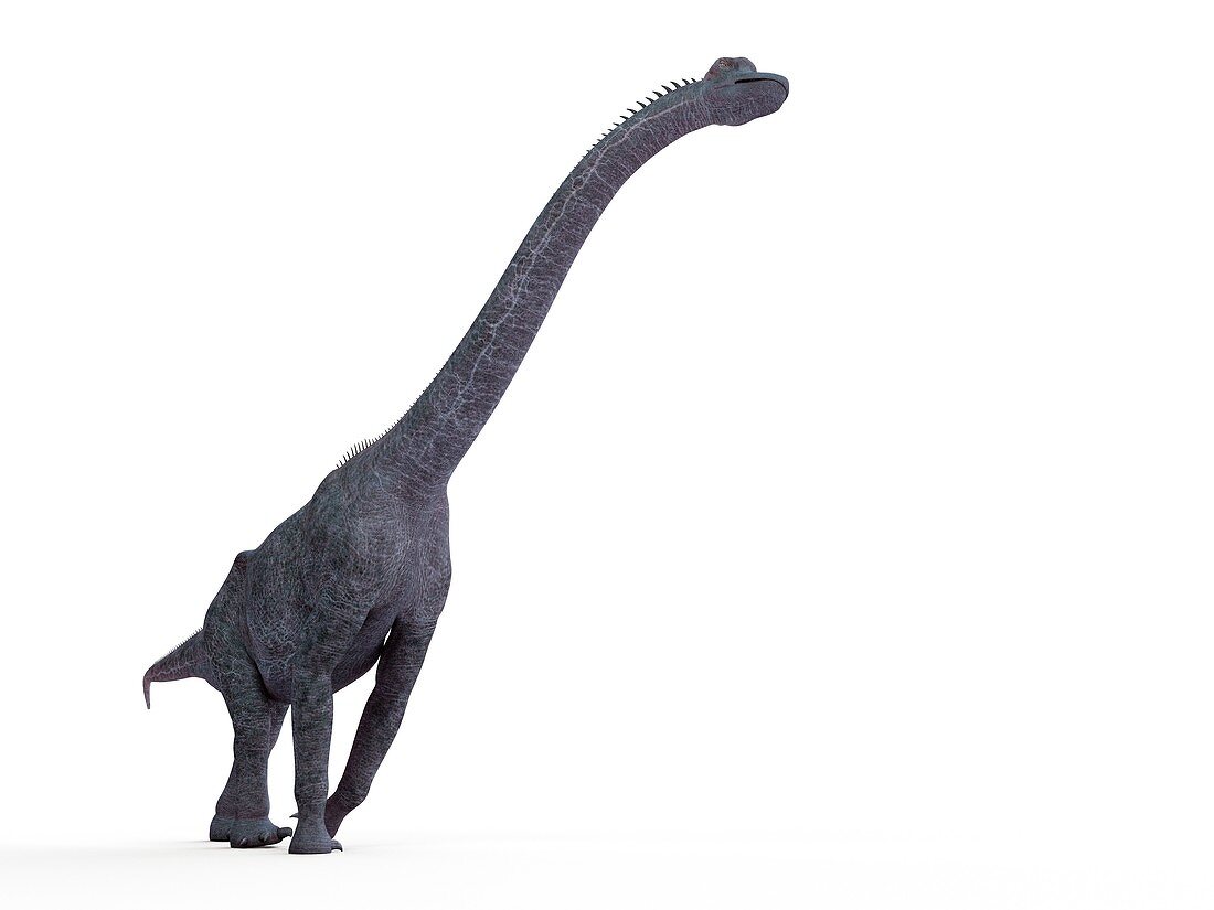 Illustration of a brachiosaurus