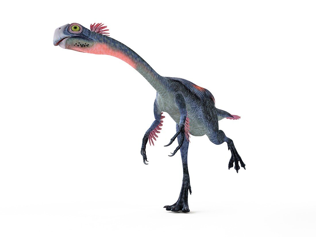 Illustration of a gigantoraptor