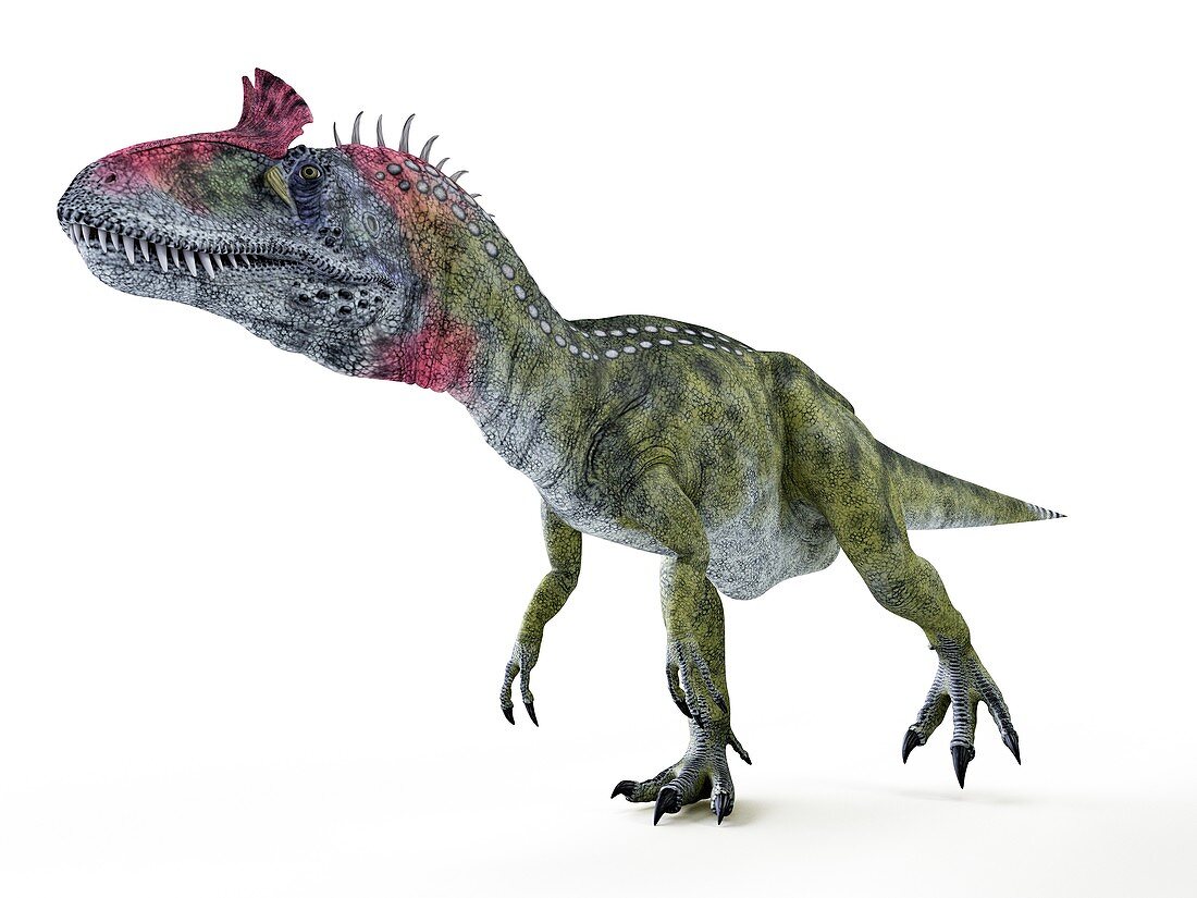 Illustration of a Cryolophosaurus