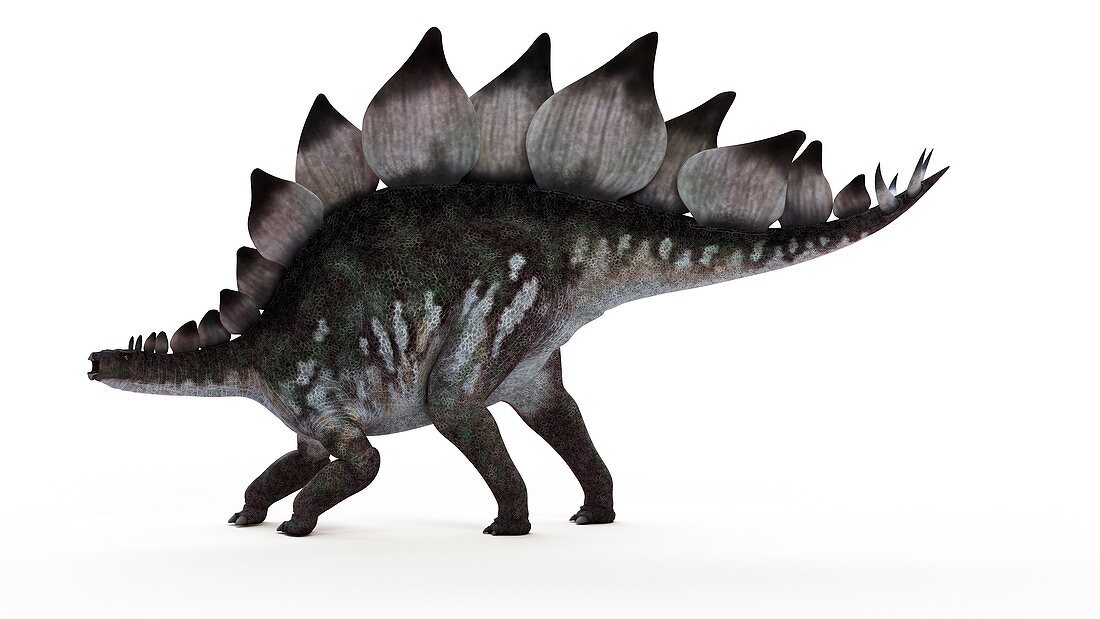 Illustration of a stegosaurus