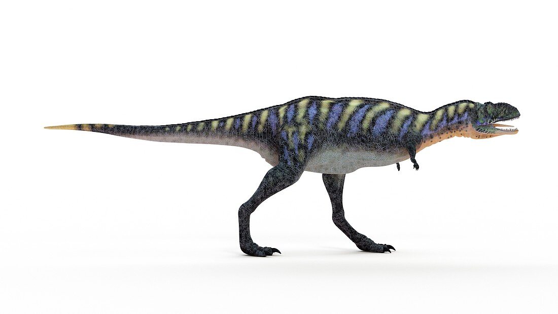 Illustration of a aucasaurus