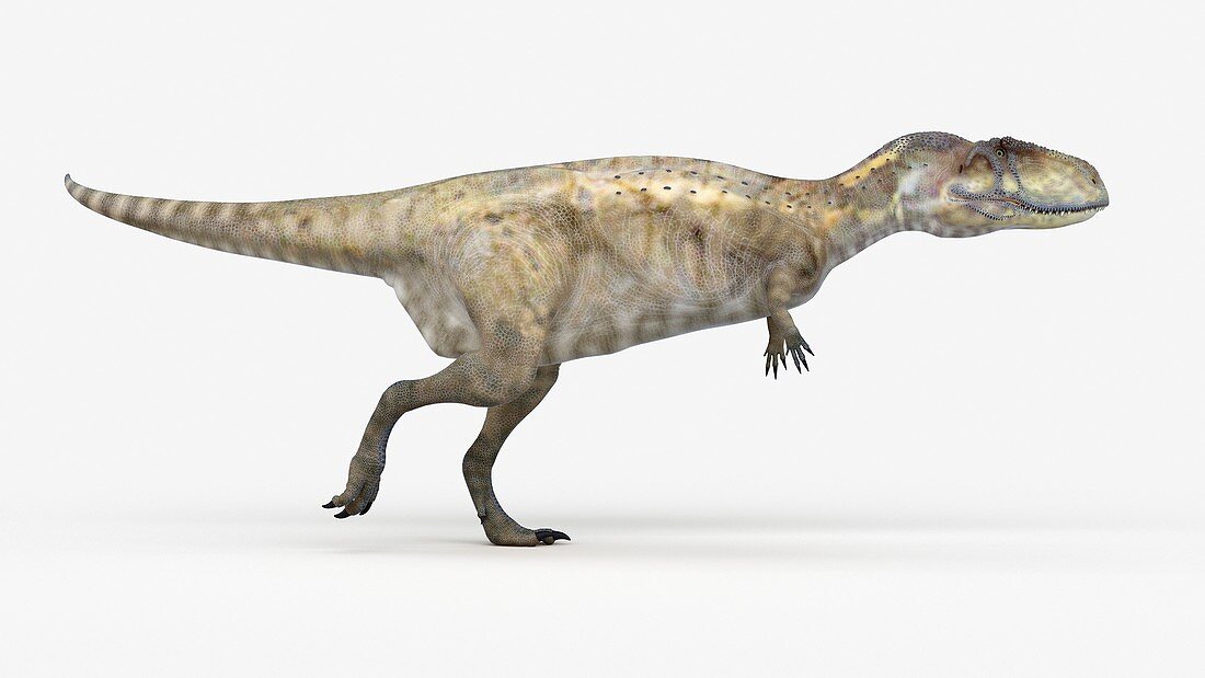 Illustration of a abelisaurus
