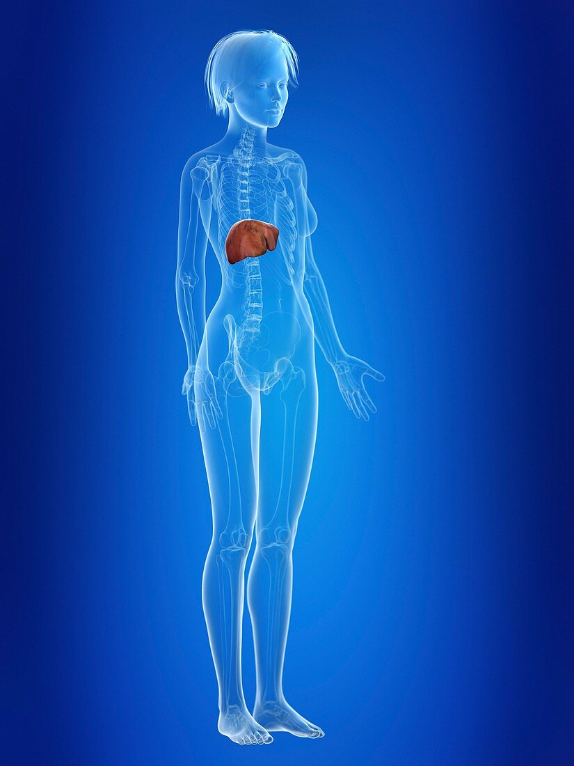 Illustration of a woman's liver