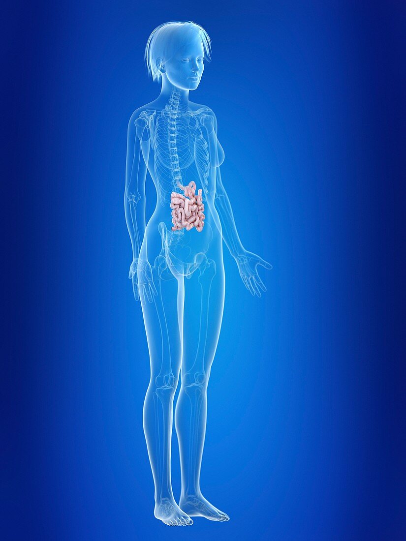 Illustration of a woman's small intestine