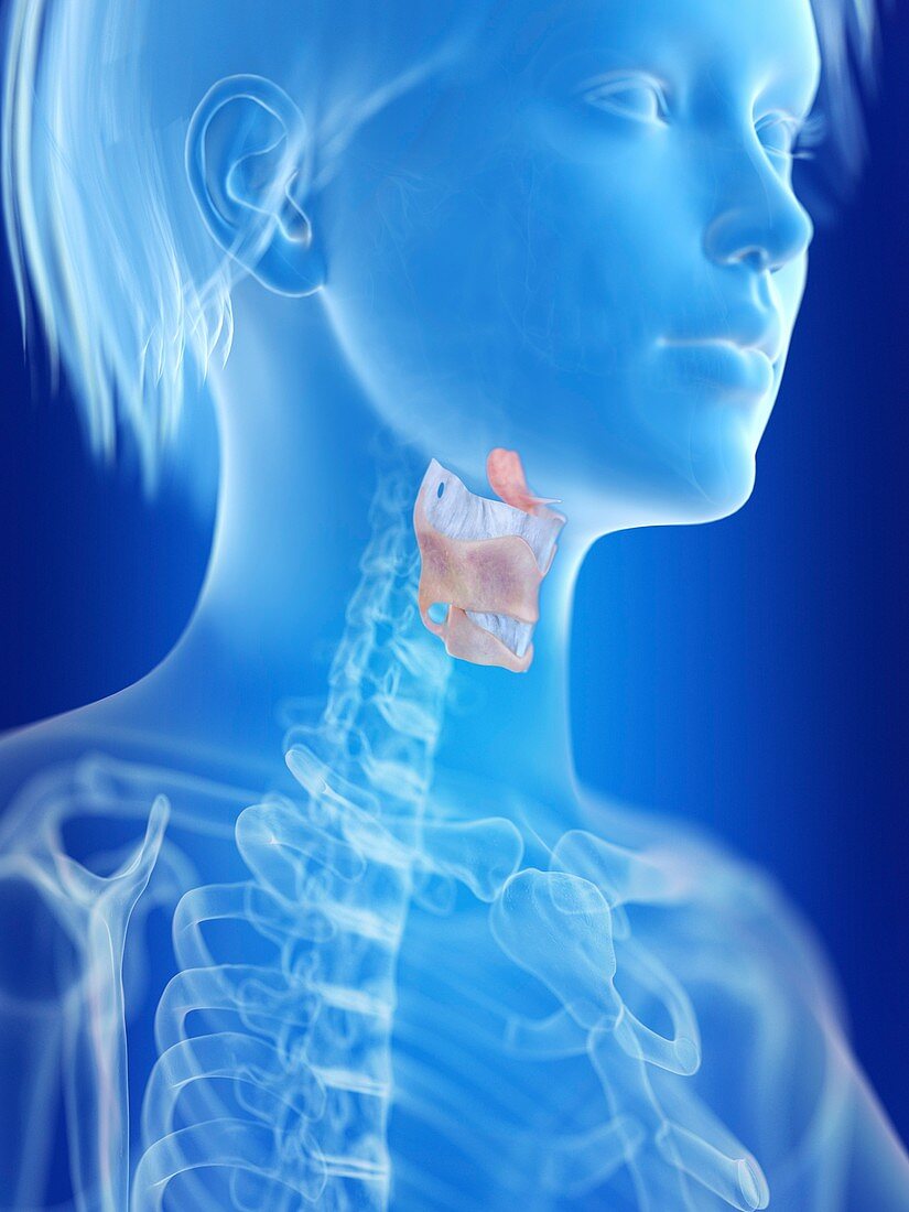 Illustration of a woman's larynx