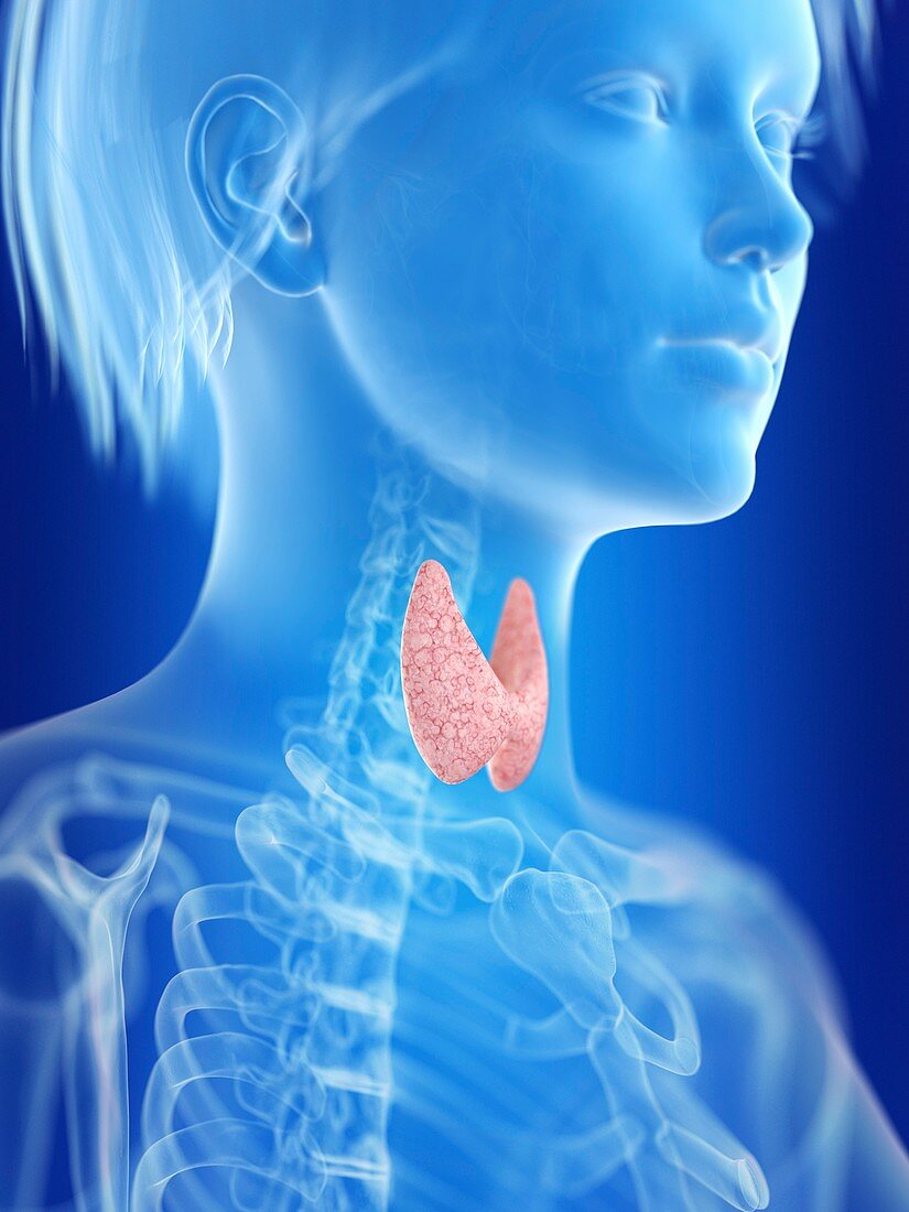 Illustration of a woman's thyroid