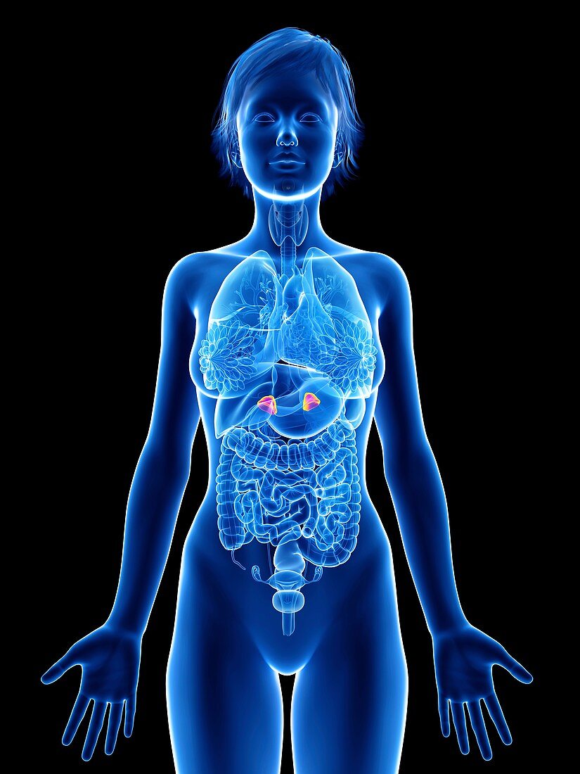 Illustration of a woman's adrenal glands
