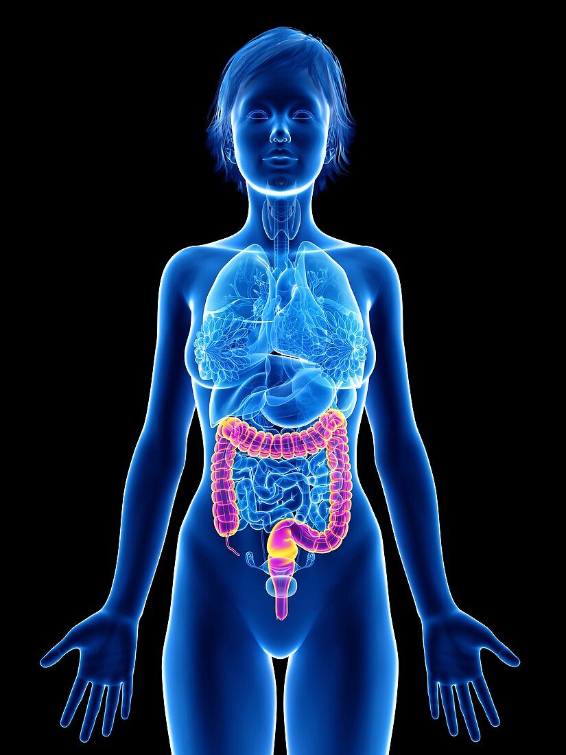 Illustration of a woman's colon