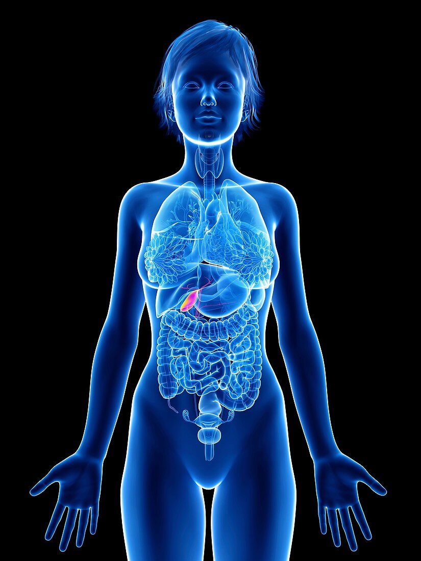Illustration of a woman's gallbladder