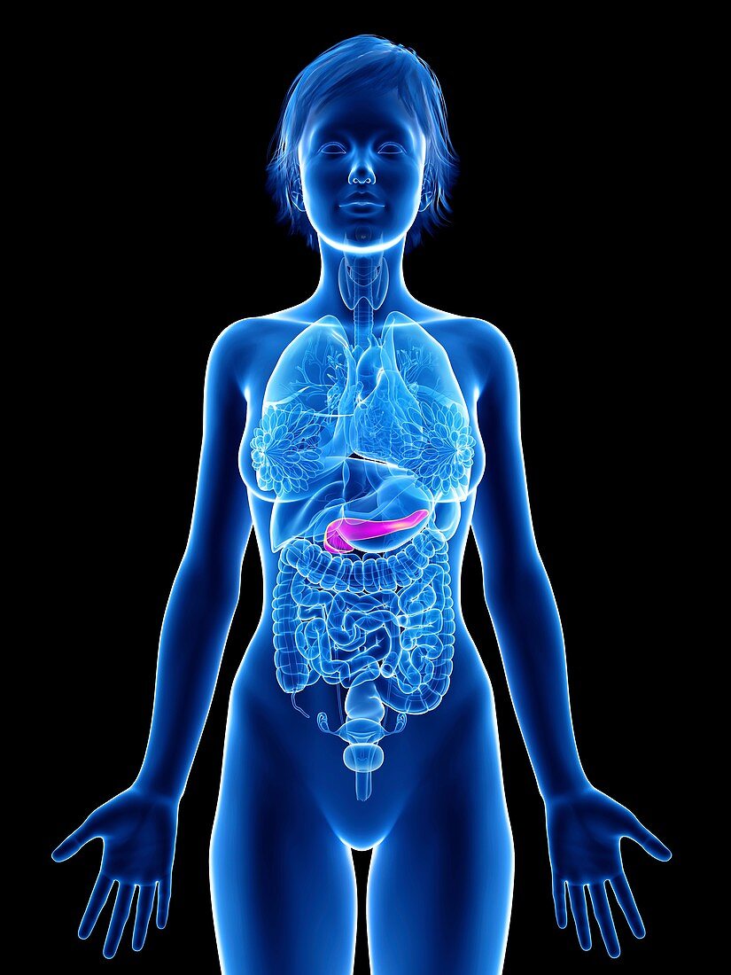 Illustration of a woman's pancreas