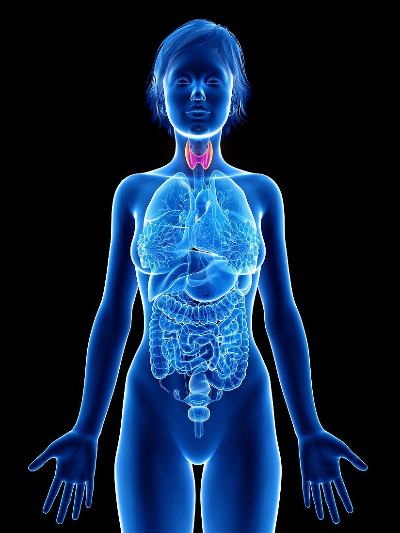 Illustration of a woman's thyroid glands