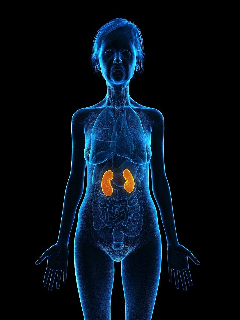 Illustration of an old woman's kidneys