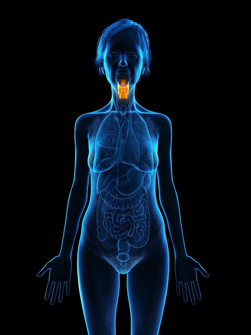 Illustration of an old woman's larynx