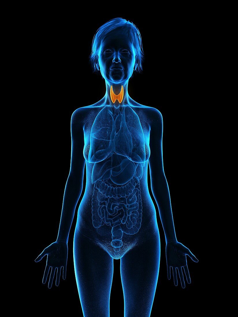 Illustration of an old woman's thyroid gland