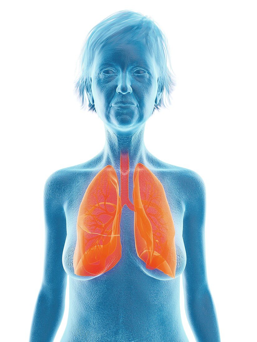 Illustration of an old woman's lung