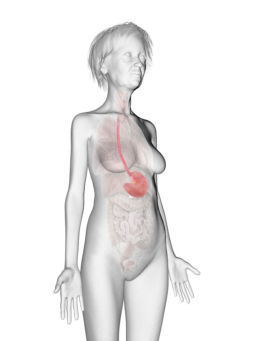 Illustration of an old woman's stomach