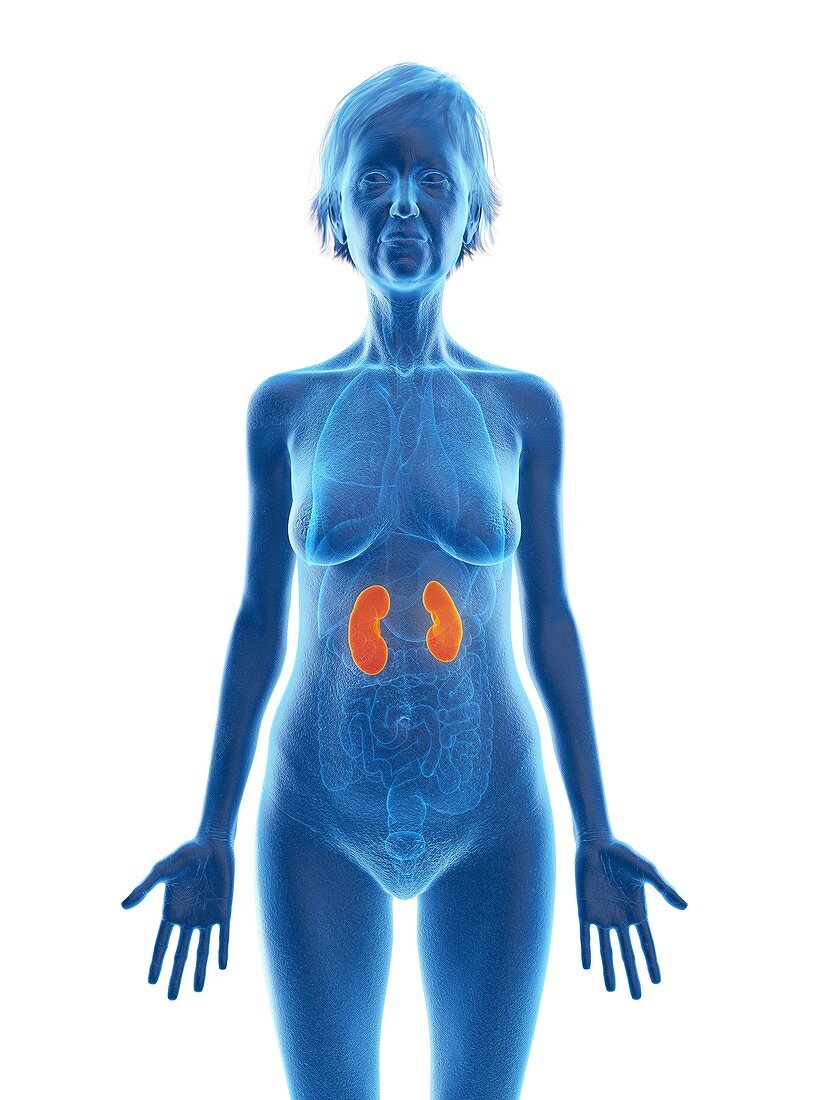 Illustration of an old woman's kidneys