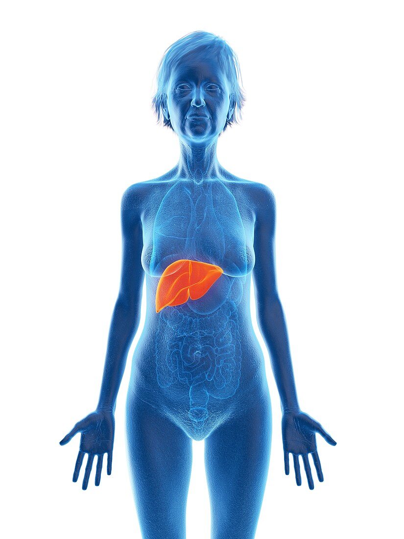 Illustration of an old woman's liver