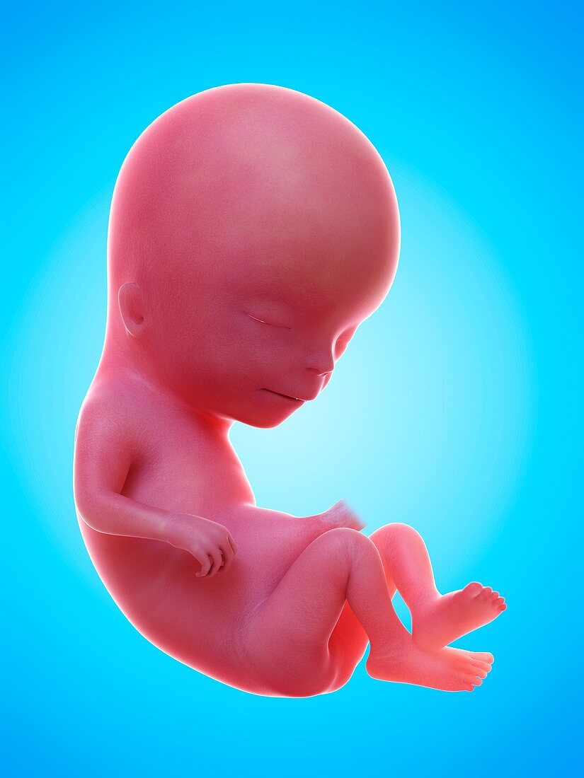 Illustration of a human foetus, week 13