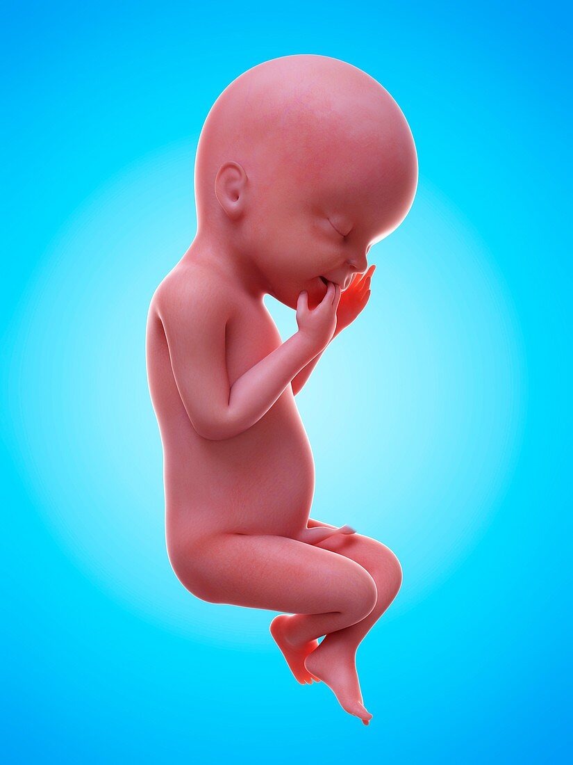 Illustration of a human foetus, week 23