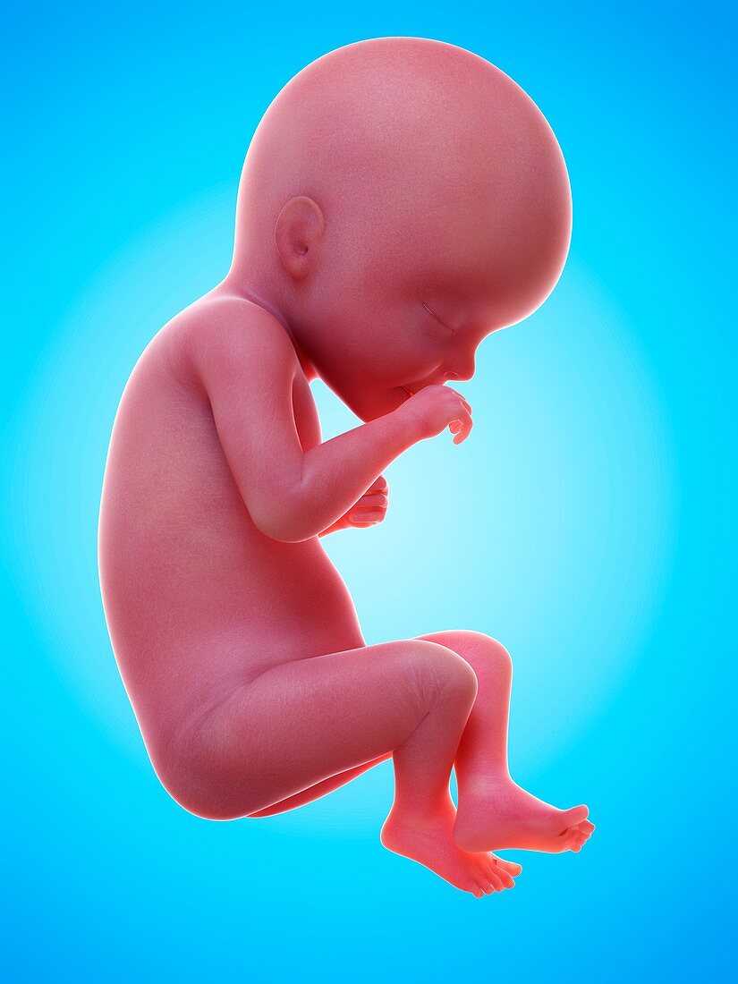 Illustration of a human foetus, week 27