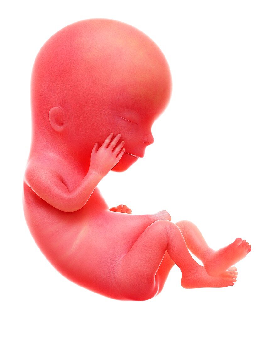 Illustration of a human foetus, week 12