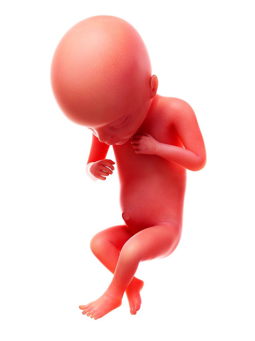 Illustration of a human foetus, week 18