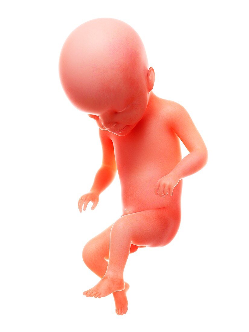 Illustration of a human foetus, week 22