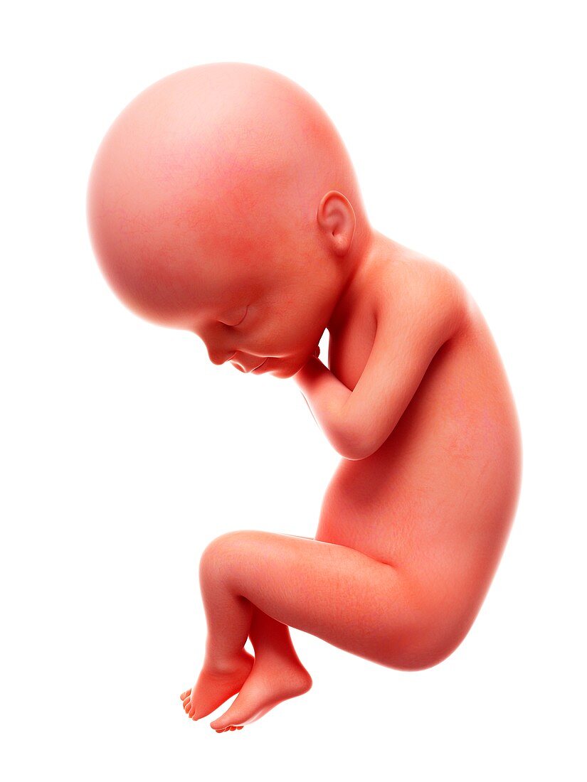 Illustration of a human foetus, week 24