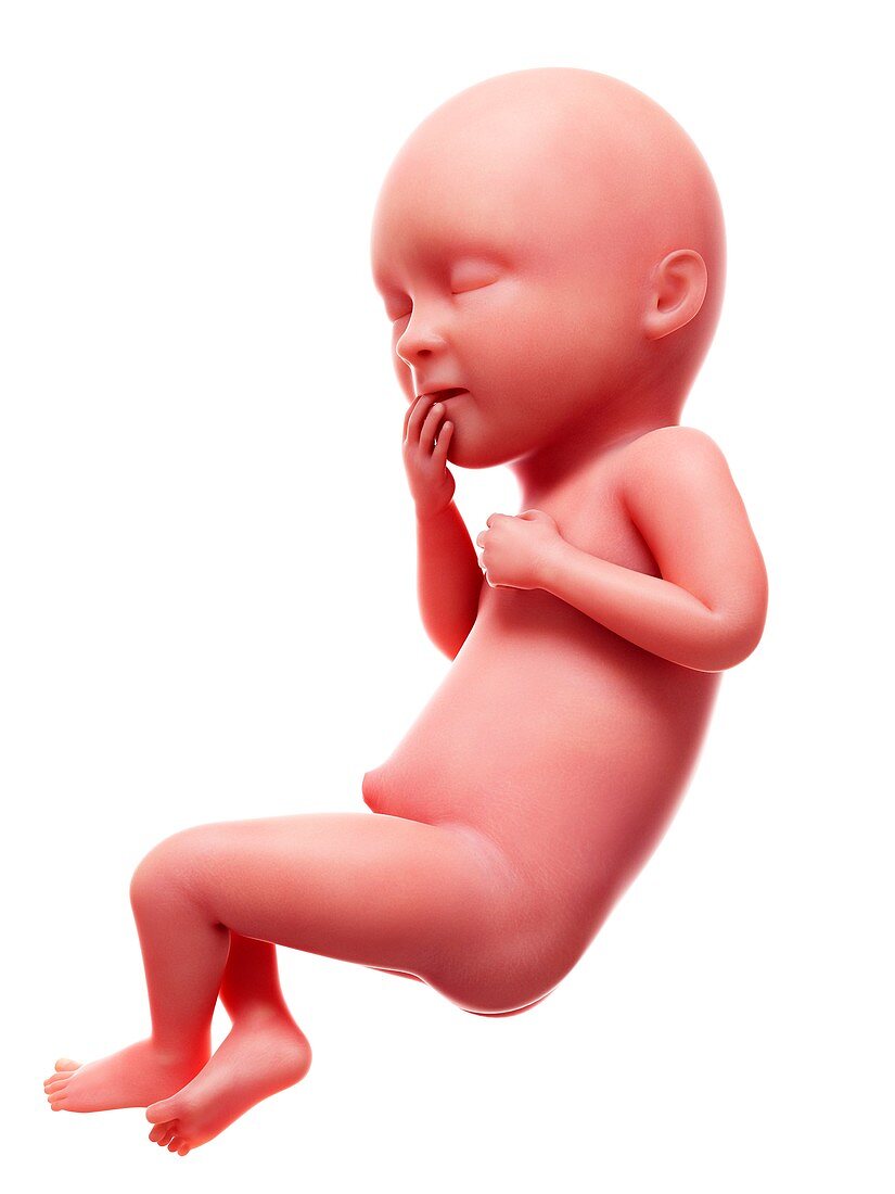 Illustration of a human foetus, week 36